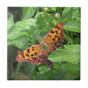 Question Mark Butterfly on Lantana Ceramic Tile