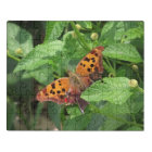 Question Mark Butterfly on Lantana