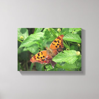 Question Mark Butterfly on Lantana Wrapped Canvas Print