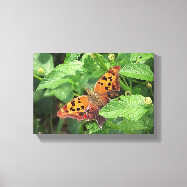 Question Mark Butterfly on Lantana Wrapped Canvas Print (Front)