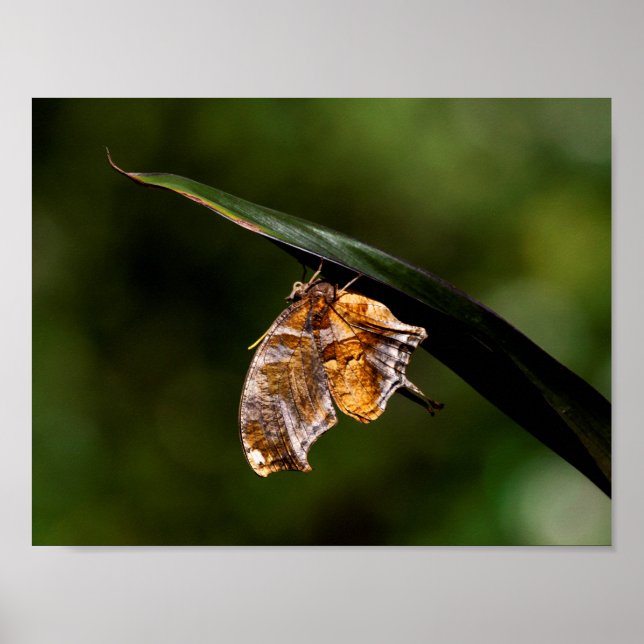 Question mark butterfly poster (Front)