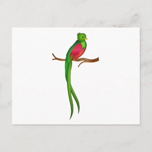 Quetzal bird cube postcard