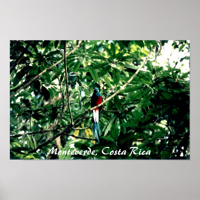 Quetzal, Monteverde, Costa Rica Poster (Front)