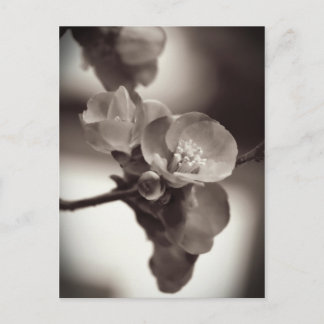 Quiet Beauty Postcard