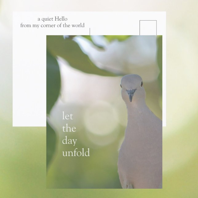 Quiet Bird Moment – Let the Day Unfold Dove Postcard (Creator Uploaded)