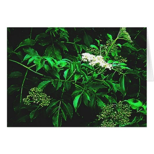 quiet calm (Front Horizontal)