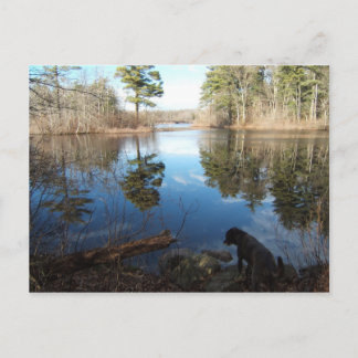 Quiet Cove w/dog ~ postcard