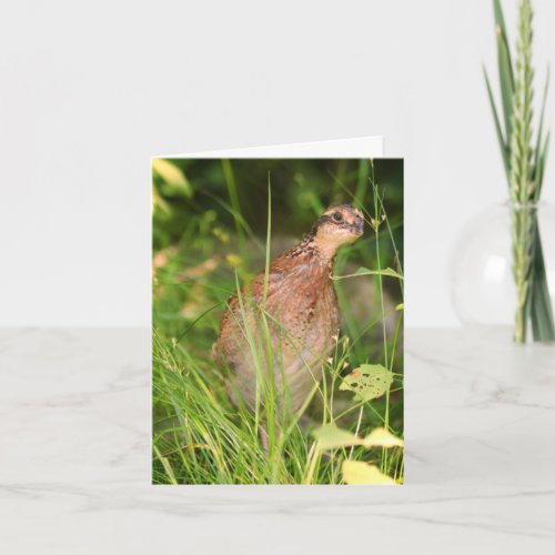 Quiet Quail Peeks Out from the Brush Card