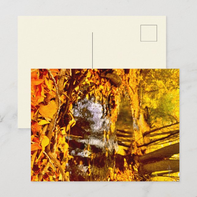 Quiet Reflection Postcard (Front/Back)