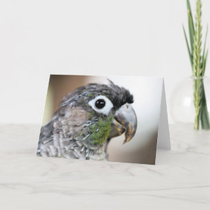 Quill city card
