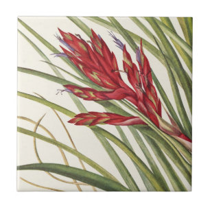 Quill-Leaf Tillandsia by Mary Vaux Walcott Ceramic Tile