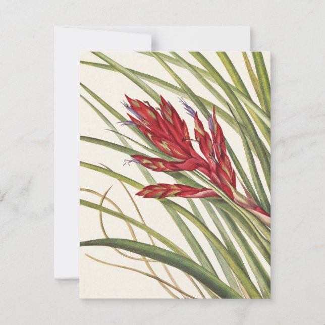 Quill-Leaf Tillandsia by Mary Vaux Walcott Note Card (Front)