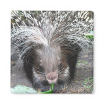 Quilled Porcupine Magnet