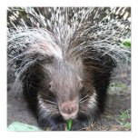 Quilled Porcupine Poster