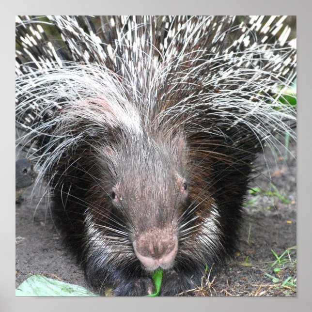 Quilled Porcupine Poster (Front)