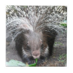 Quilled Porcupine Tile