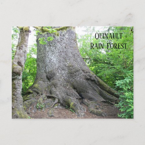 Quinault Rain Forest Travel Postcard