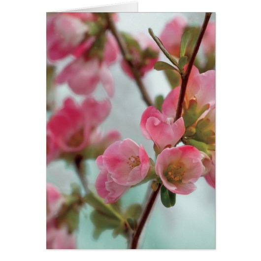 Quince Blossoms Cards (Front)