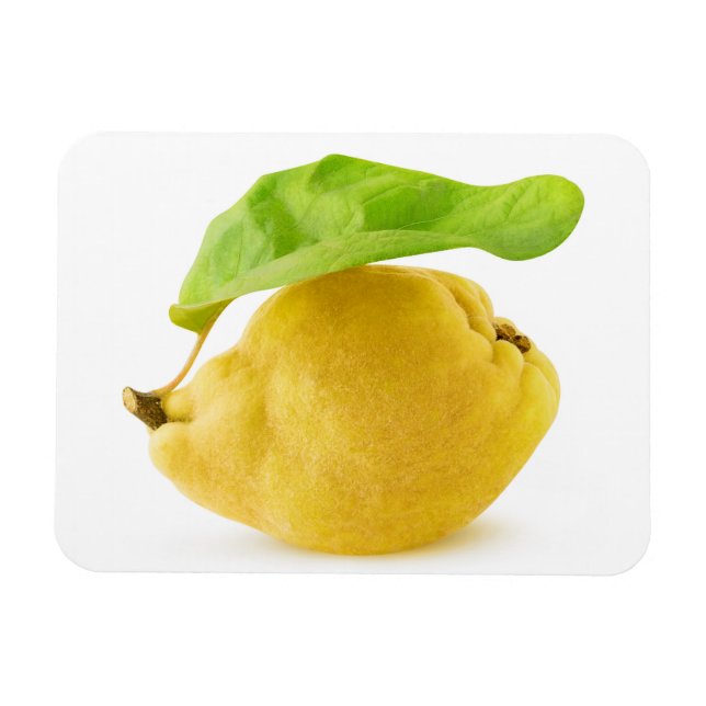 Quince fruit magnet (Horizontal)
