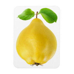 Quince fruit magnet