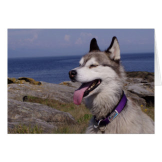 QuinnDog by the Sea Cards