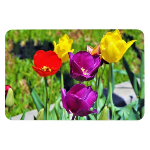 Quintet of Tulips Photo Magnet