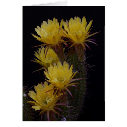 Quintuple of cactus flowers cards (Front)