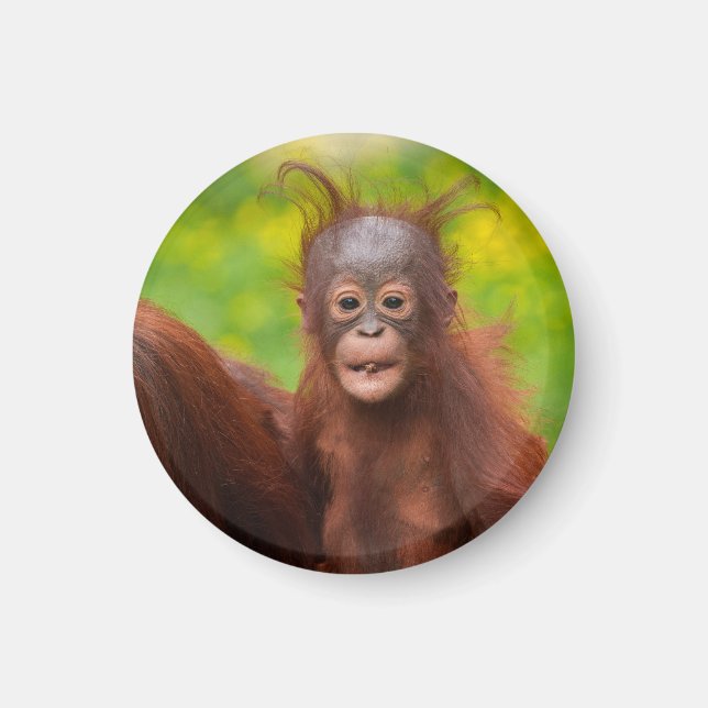 Quirky Charm of an Orangutan Baby Magnet (Front)