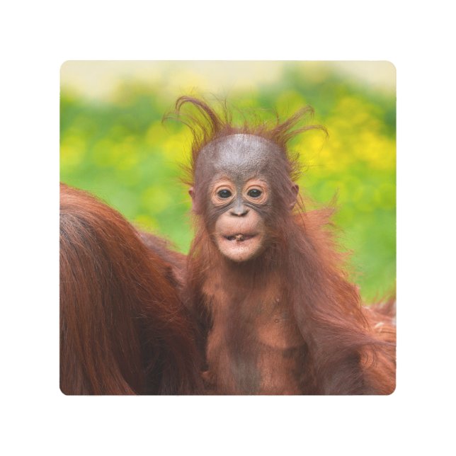 Quirky Charm of an Orangutan Baby Metal Print (Front)