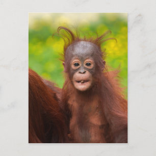 Quirky Charm of an Orangutan Baby Postcard
