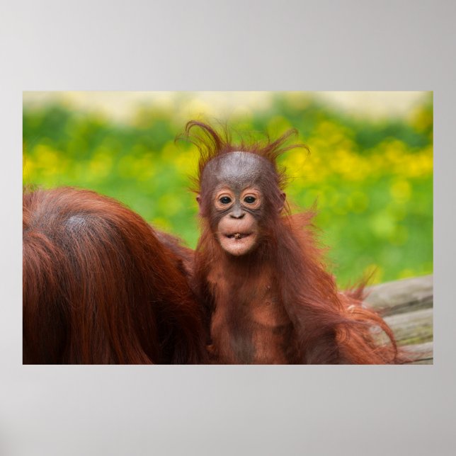 Quirky Charm of an Orangutan Baby Poster (Front)