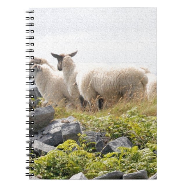 Quirky Designs - Sheep in a field Notebook (Front)