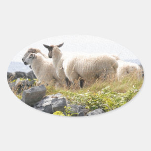 Quirky Designs - Sheep in a field Oval Sticker