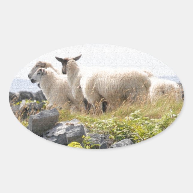 Quirky Designs - Sheep in a field Oval Sticker (Front)