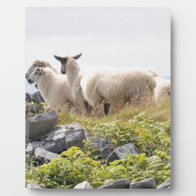Quirky Designs - Sheep in a field Plaque (Front)