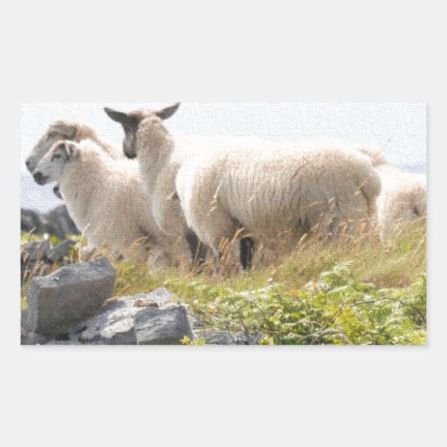 Quirky Designs - Sheep in a field Rectangular Sticker (Front)