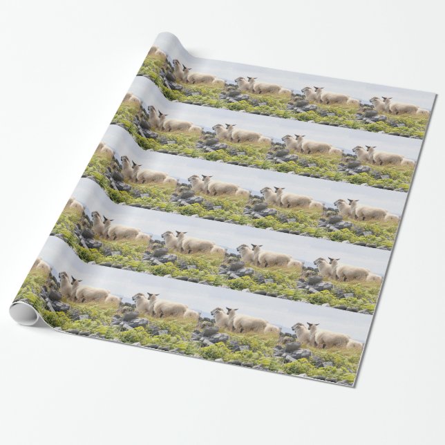 Quirky Designs - Sheep in a field Wrapping Paper (Unrolled)