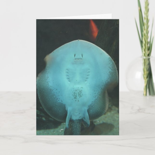Quirky Manta Ray Greeting Card (Front)