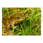 Quirky One-Sided Dialog with a Small Green Frog (Front Horizontal)