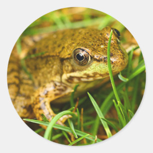 Quirky One-Sided Dialog with a Small Green Frog Classic Round Sticker