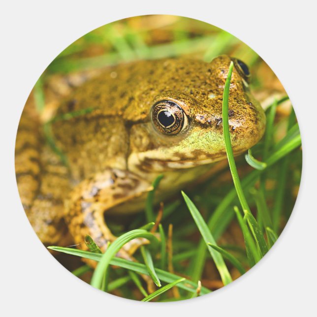 Quirky One-Sided Dialog with a Small Green Frog Classic Round Sticker (Front)
