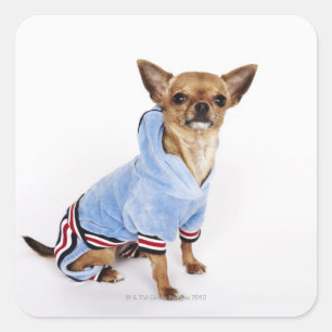 Quirky portrait of a Teacup Chihuahua 2 Square Sticker