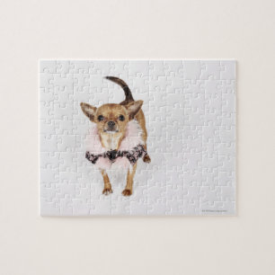 Quirky portrait of a Teacup Chihuahua Jigsaw Puzzle