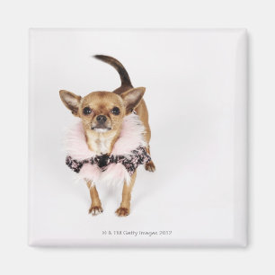 Quirky portrait of a Teacup Chihuahua Magnet