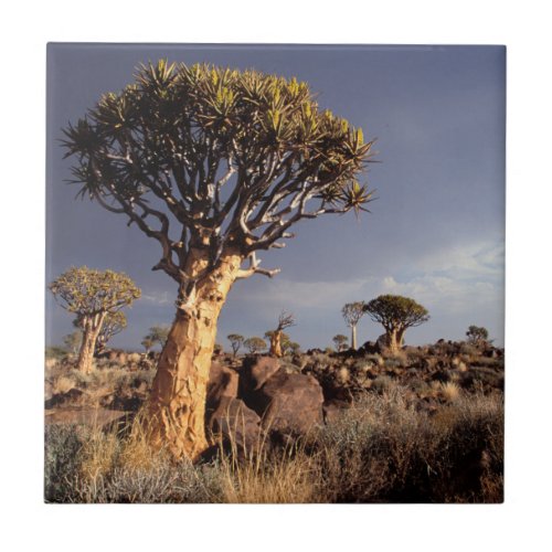 Quiver Trees Aloe Dichotoma Ceramic Tile