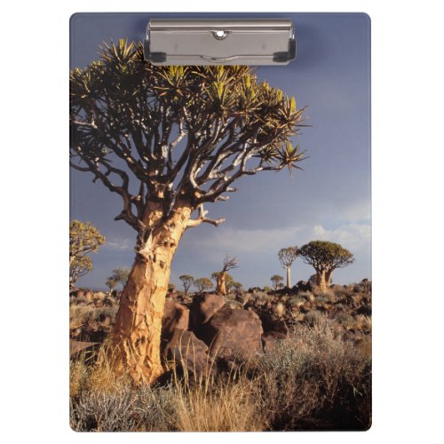 Quiver Trees Aloe Dichotoma Clipboard