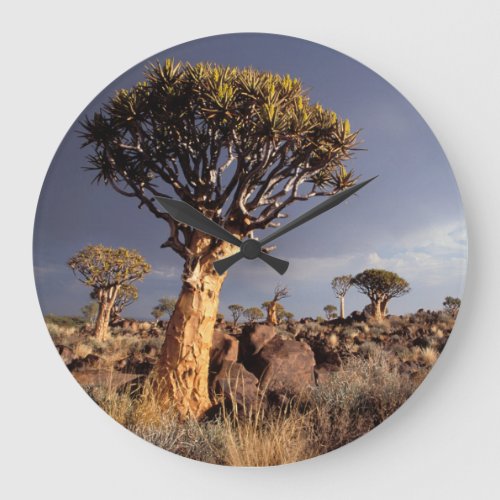 Quiver Trees Aloe Dichotoma Large Clock