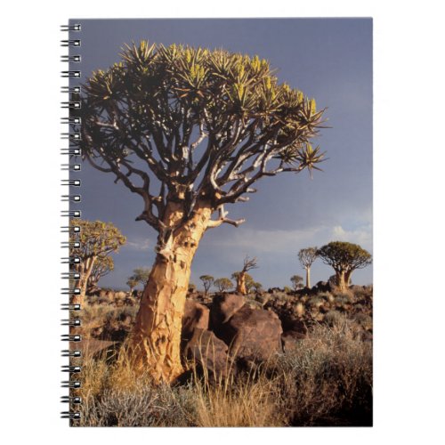 Quiver Trees Aloe Dichotoma Notebook