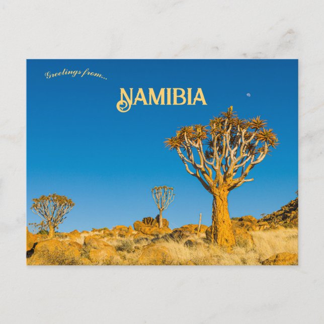 Quiver Trees in Namibia Postcard (Front)