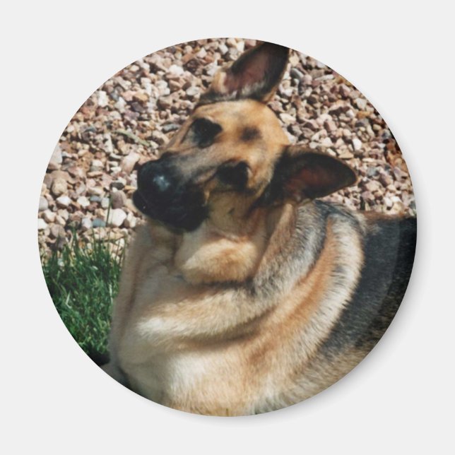 Quizzical German Shepherd Magnet (Front)